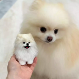 Custom 3D Bendable Pet Figure from Photo (Twistable Stick) | Momofelt