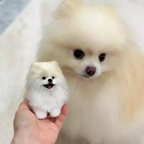 custom 3D bendable pet figure next to the real dog
