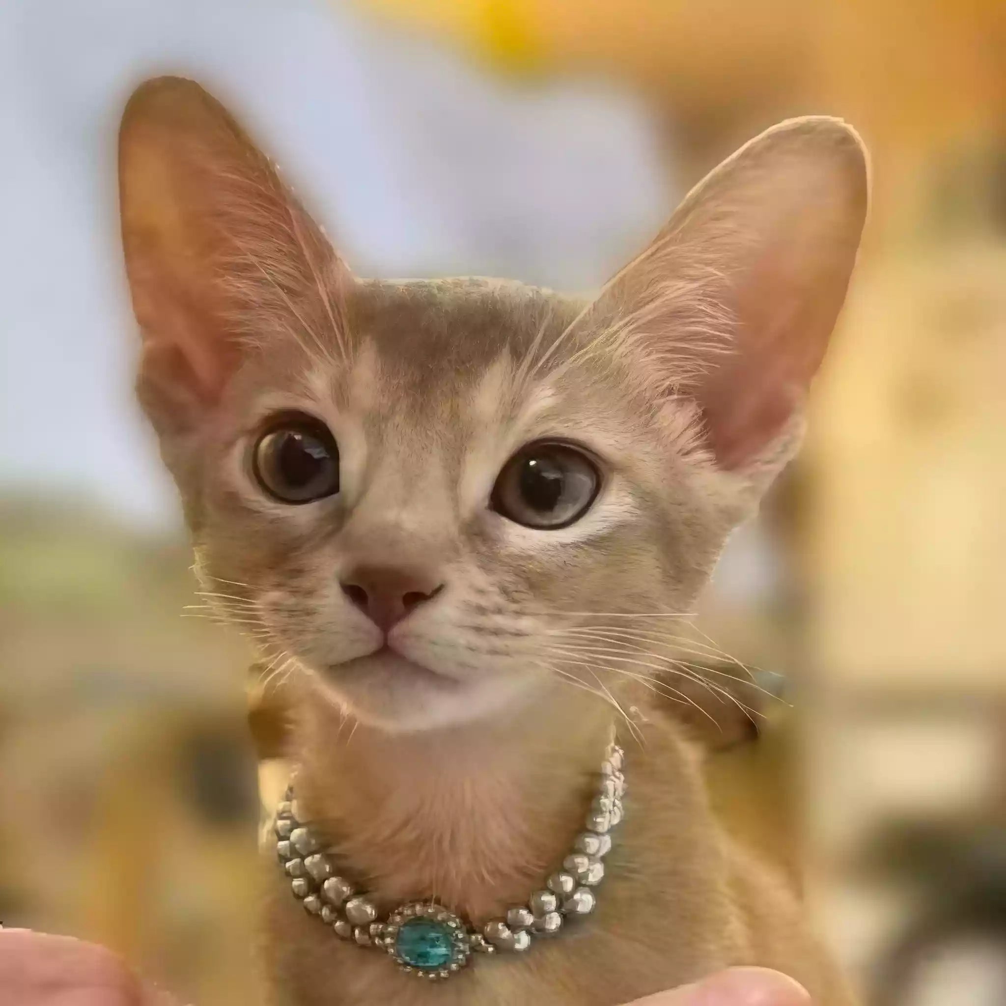 Portrait photo of an orange kitten wearing a collar, used as the reference for a custom leather keychain