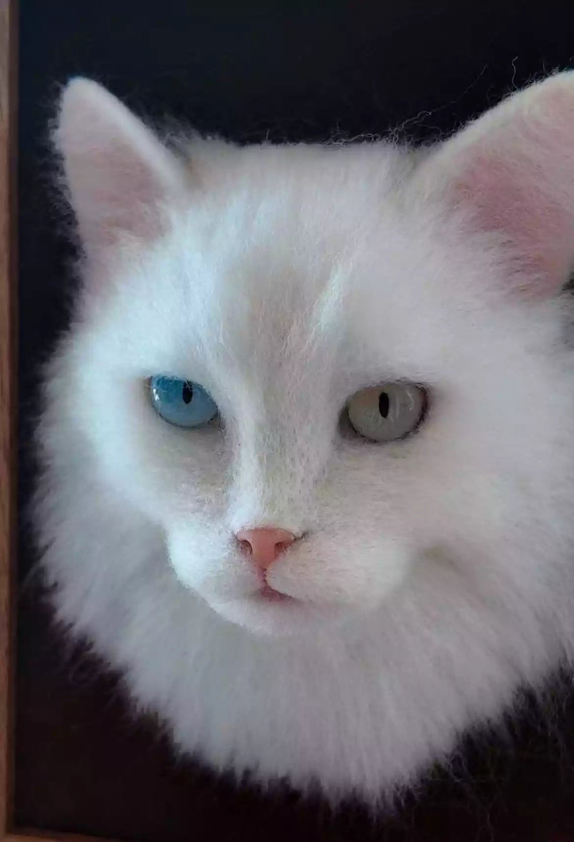 White cat reference photo for a custom felt pet portrait.