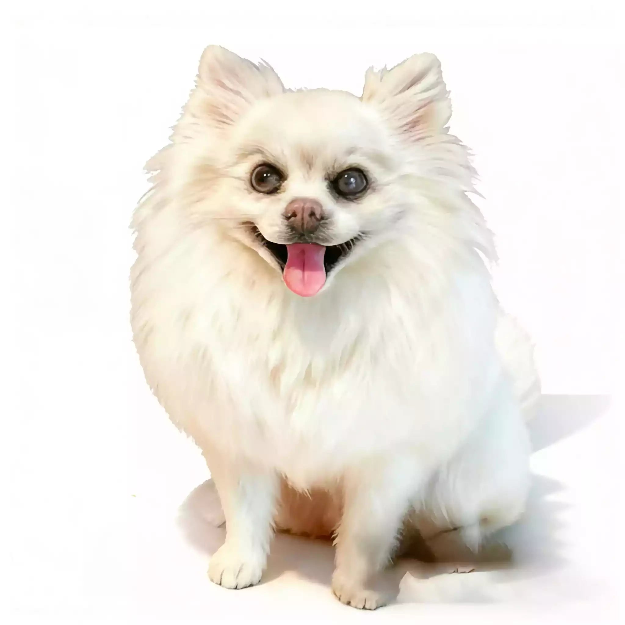 Handmade 3D wool felt white fluffy dog portrait displayed as a lifelike pet sculpture on a white background.
