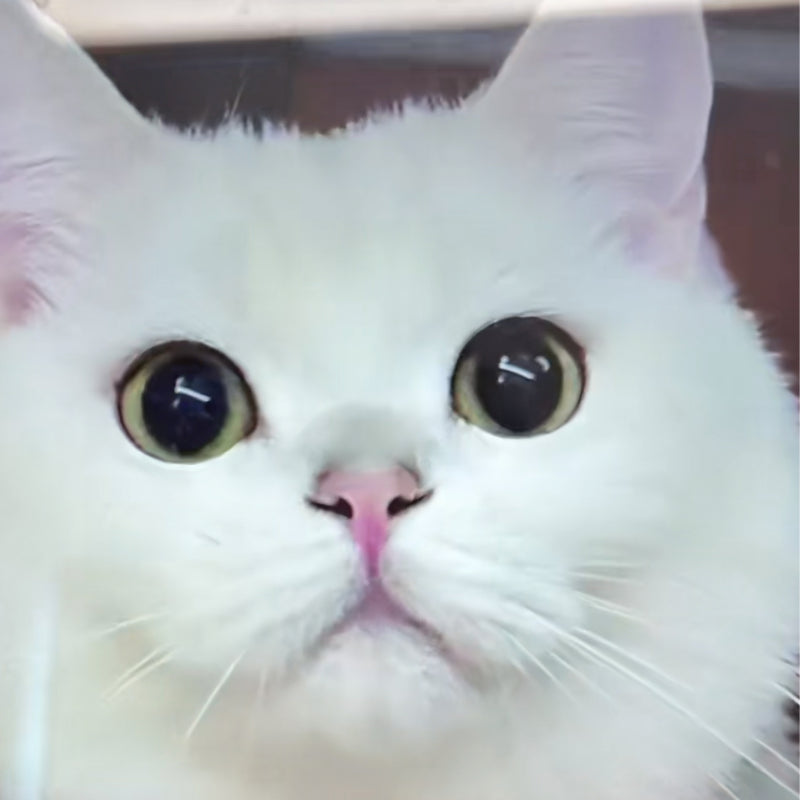 Custom Needle Felted Pet Keychain| Momofelt