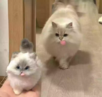 real cat beside a personalized 3D bendable pet figure
