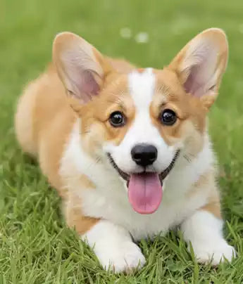 pet photo reference for custom stone-like refrigerator magnet (dog)