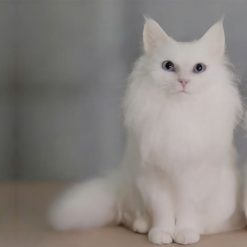 3D Custom Plush Full-Body Pet Portrait