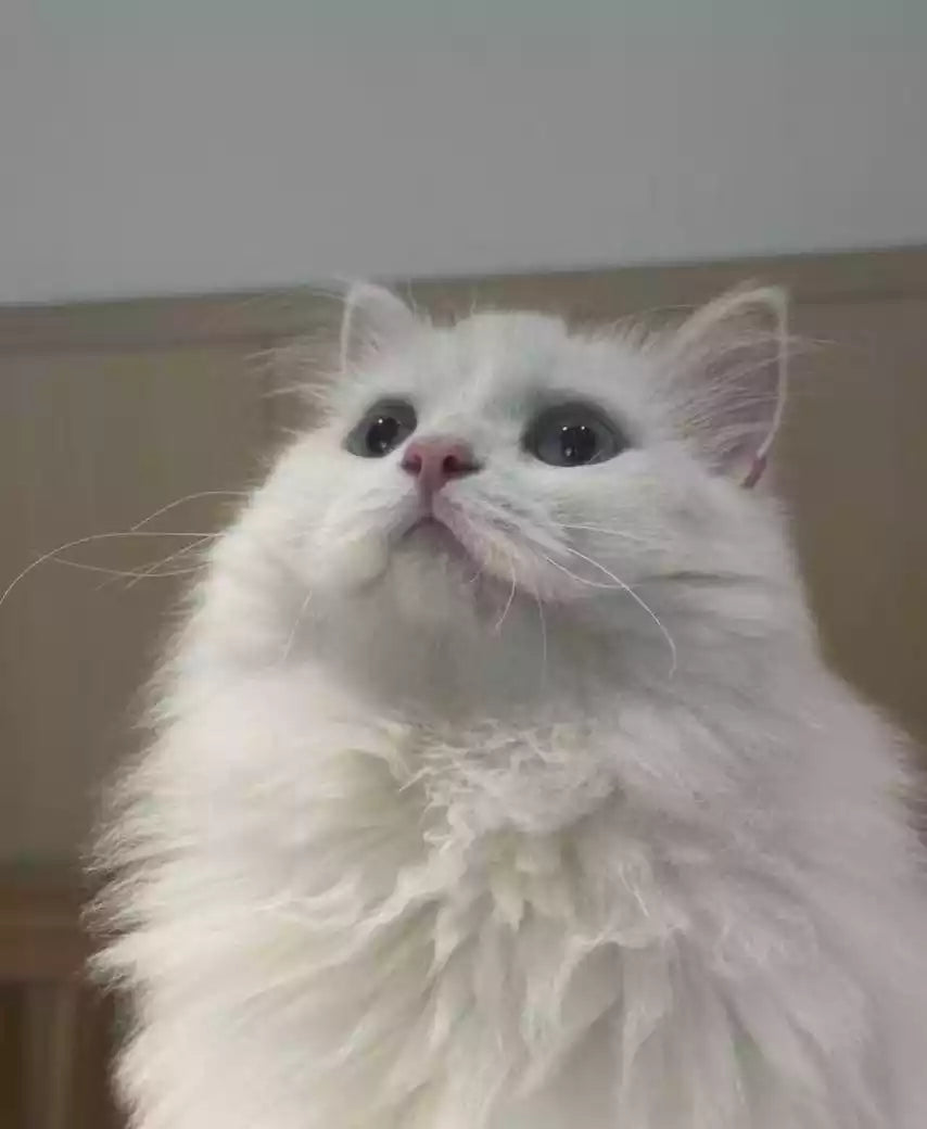 Close-up of a fluffy white cat looking up, used as the reference photo for the custom acrylic frame.