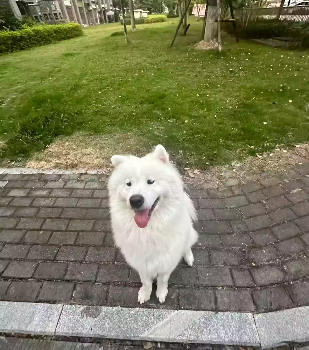Everyday reference photo of a fluffy white dog standing on a stone path, provided for a custom miniature room display.