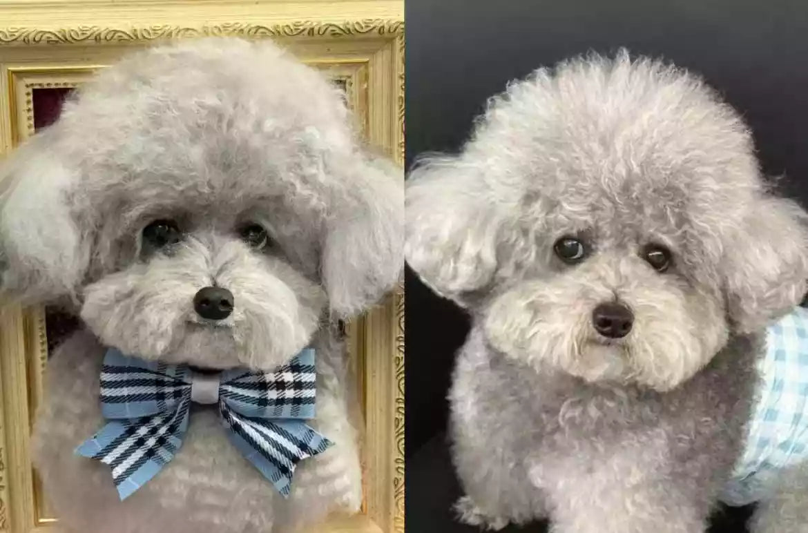 Side-by-side comparison of a custom needle-felted framed dog portrait and the real gray poodle