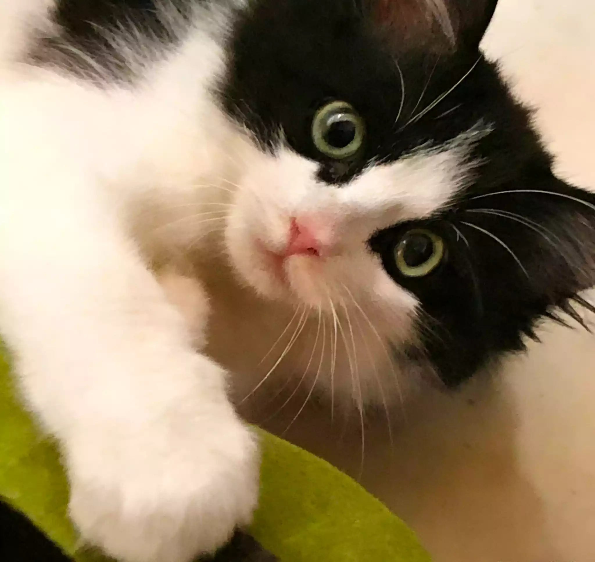 Custom pet portrait black and white cat photo.

