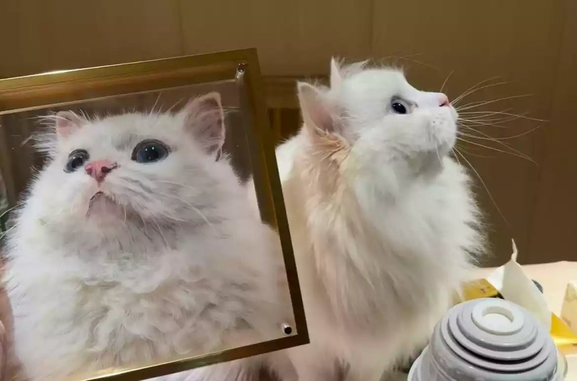 Custom acrylic pet photo frame with a fluffy white cat portrait displayed beside the real cat