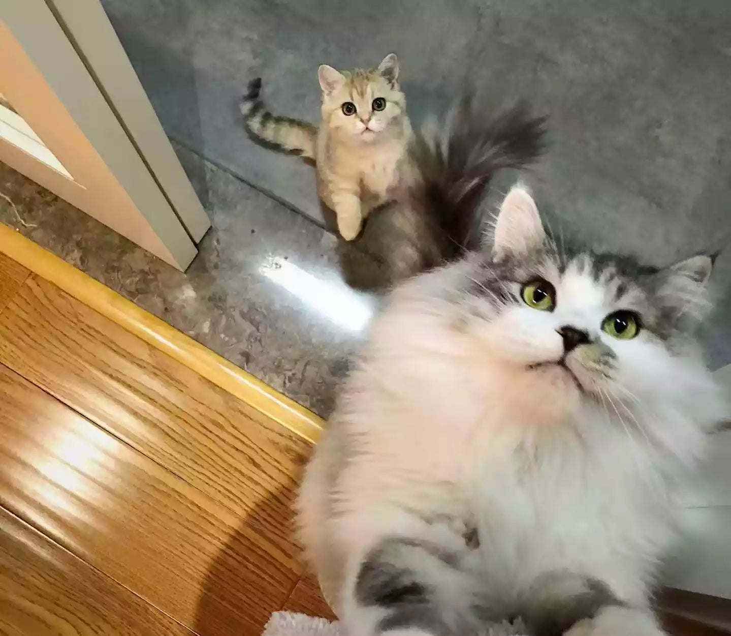 Close-up photo of two real cats with their handmade 3D felt cat replicas nearby.
