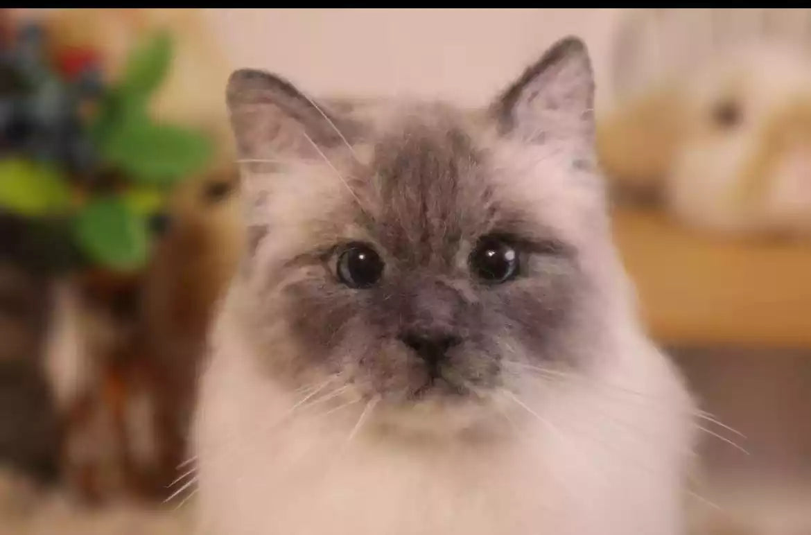 Close-up of a handmade needle-felted cat with realistic fur texture and blue eyes.